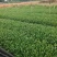 茶叶树苗基地直供，量大从优品种纯正，根系发达成活率高欢迎来访