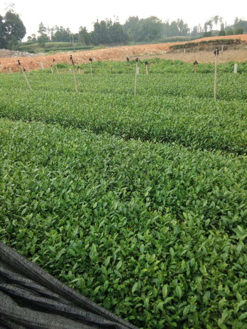 茶叶树苗基地直供，量大从优品种纯正，根系发达成活率高欢迎来访