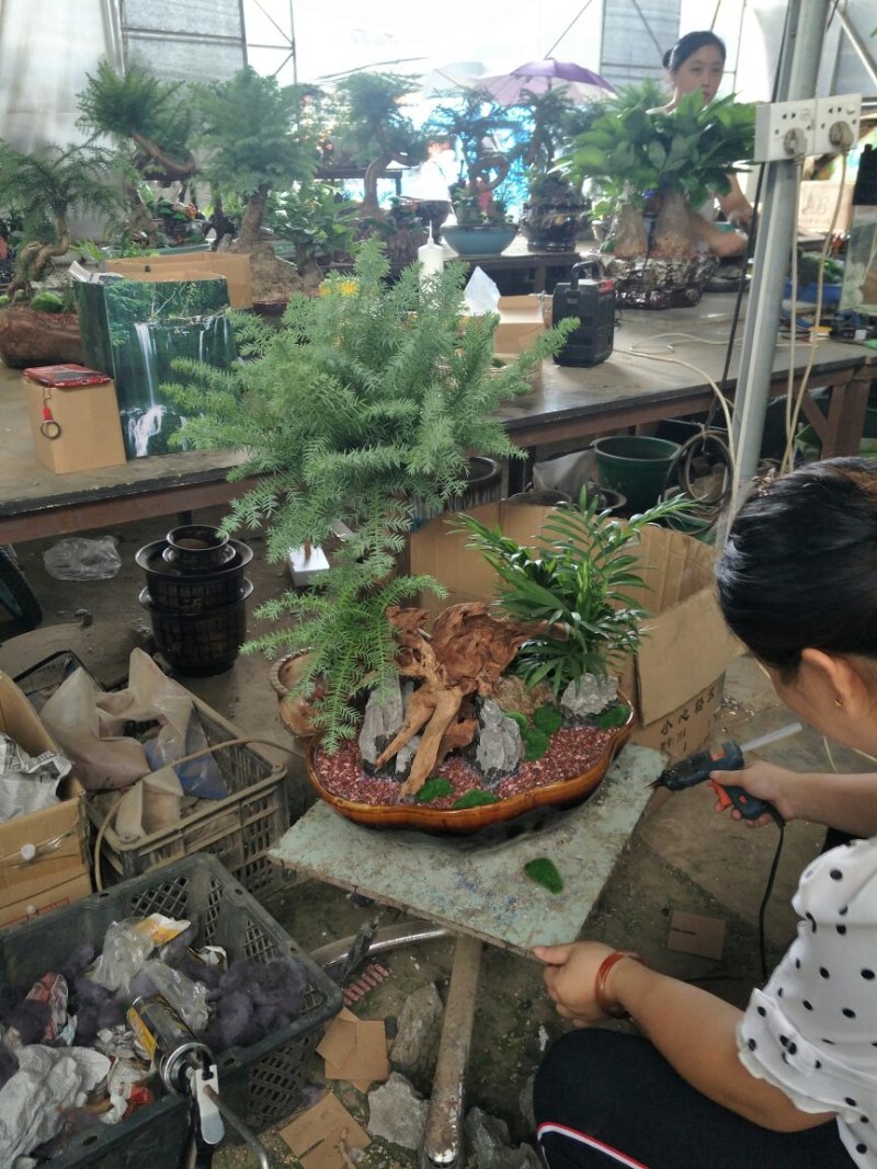盆栽