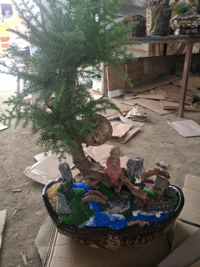 盆栽