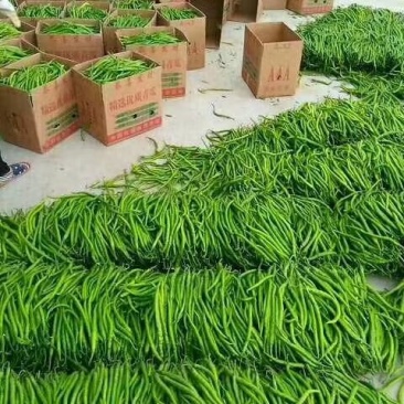线椒各种辣椒上市欢迎来电咨询