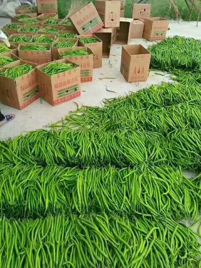 线椒各种辣椒上市欢迎来电咨询