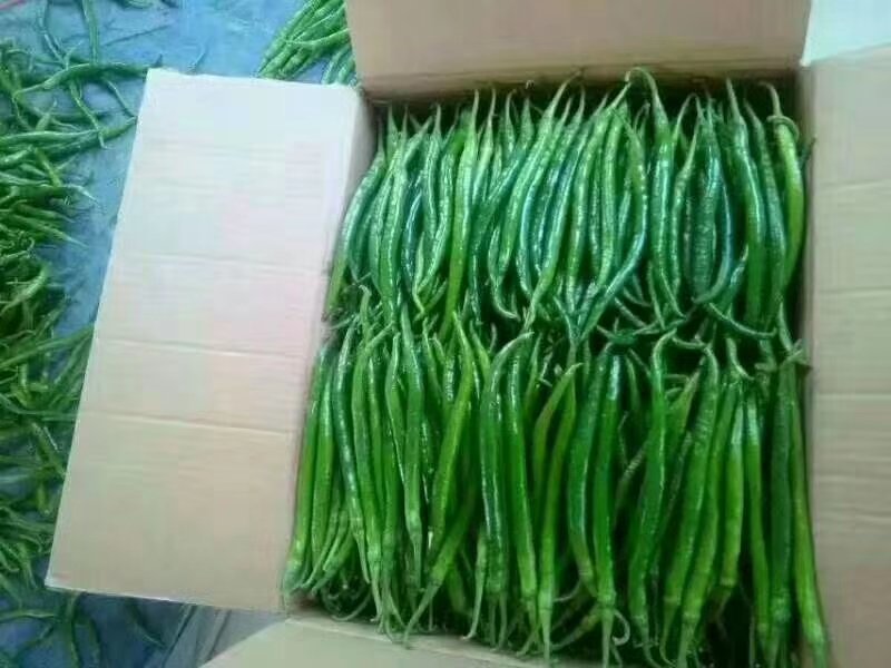 线椒各种辣椒上市欢迎来电咨询