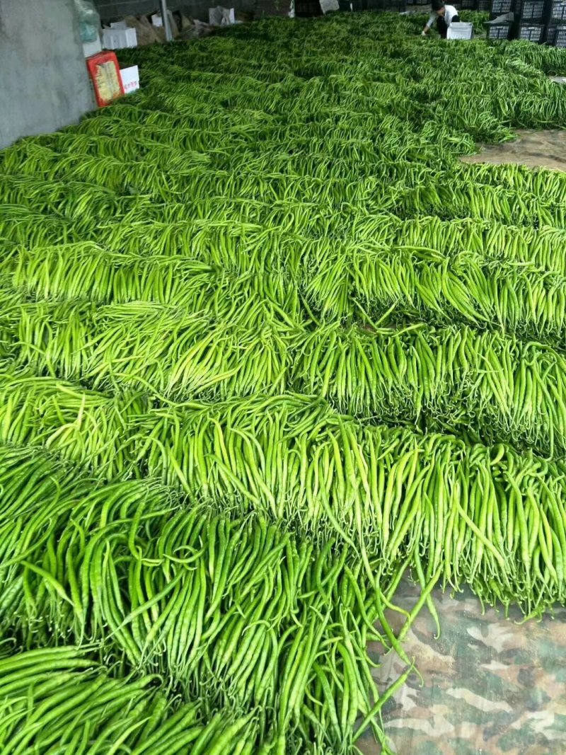 线椒各种辣椒上市欢迎来电咨询