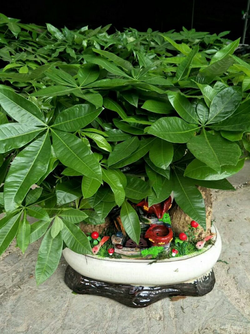 盆栽