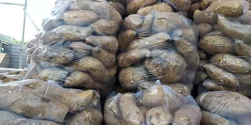 福建沙土地黄皮黄心红薯，精品以三两起包装，产地直销
