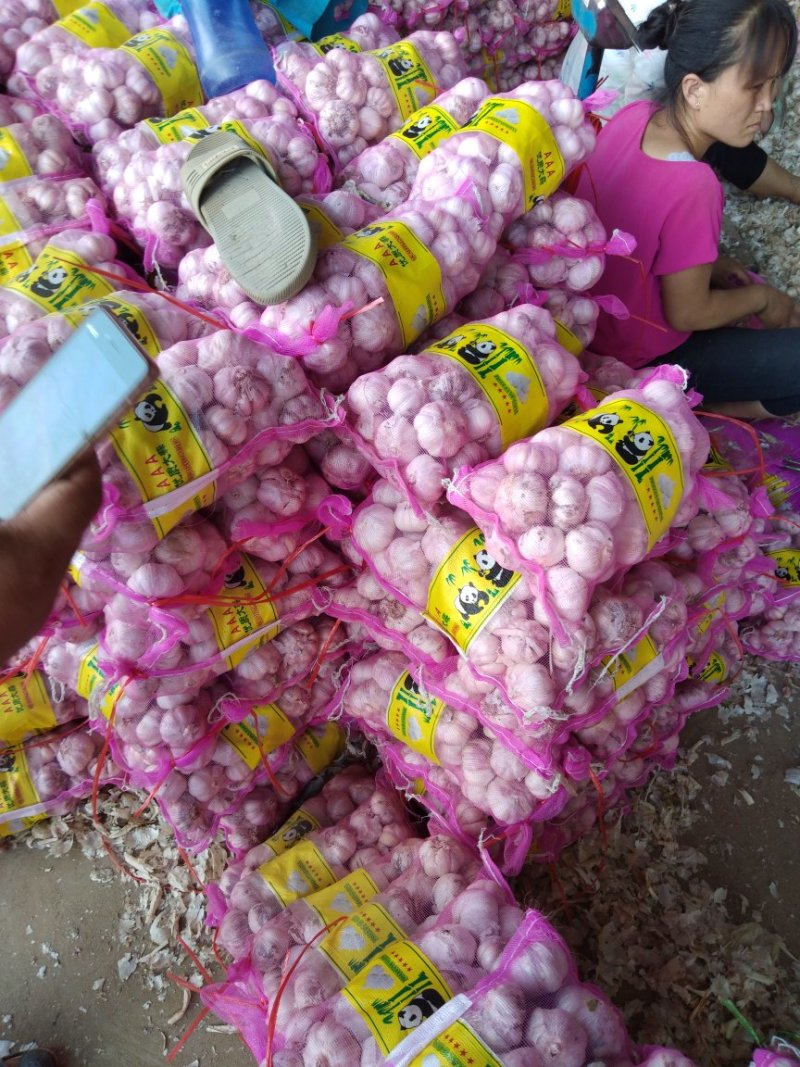 金杞大蒜，全干蒜冷酷500t大蒜正在开卖