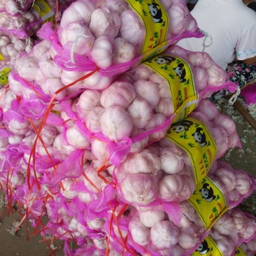 金杞大蒜，全干蒜冷酷500t大蒜正在开卖