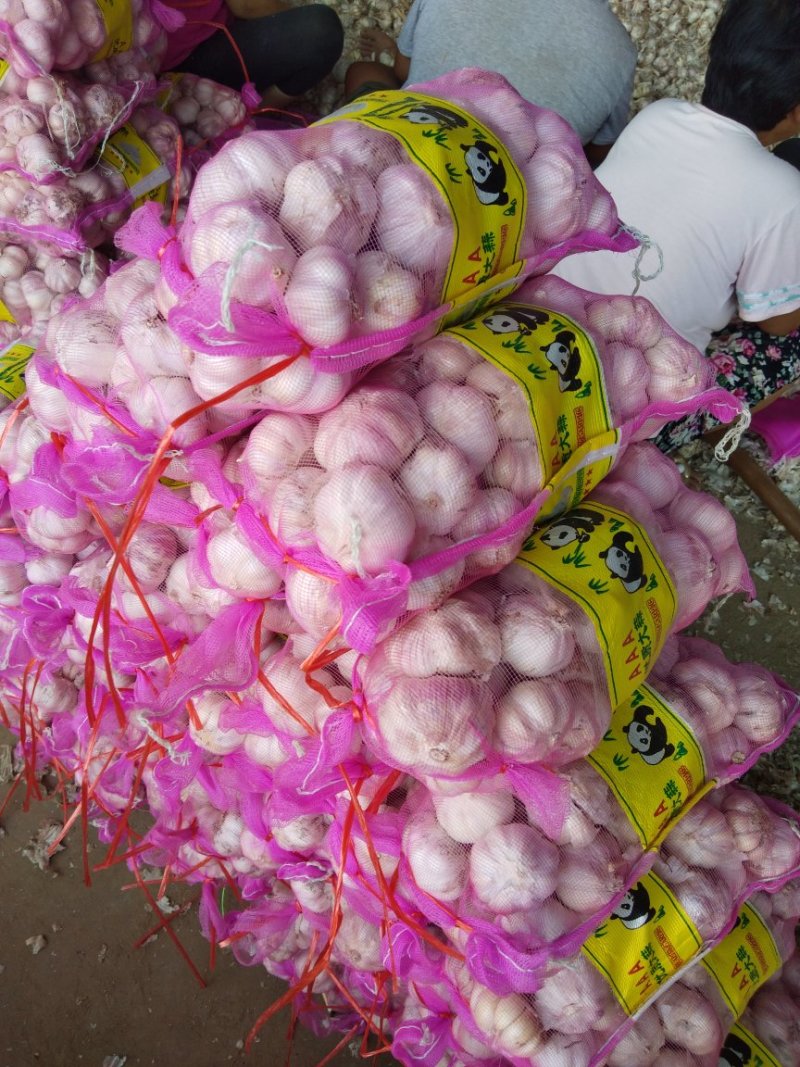 金杞大蒜，全干蒜冷酷500t大蒜正在开卖