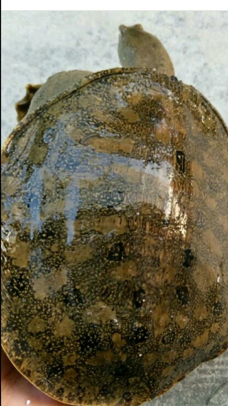 野生甲鱼