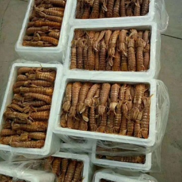 爬虾