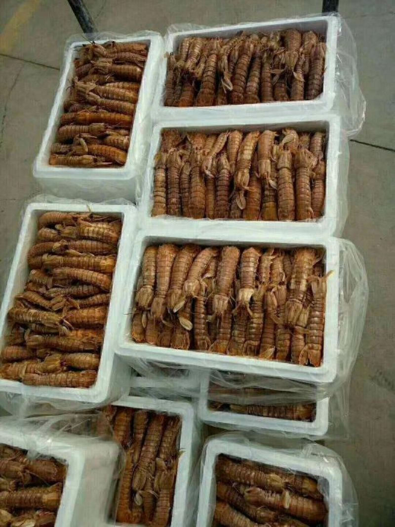爬虾