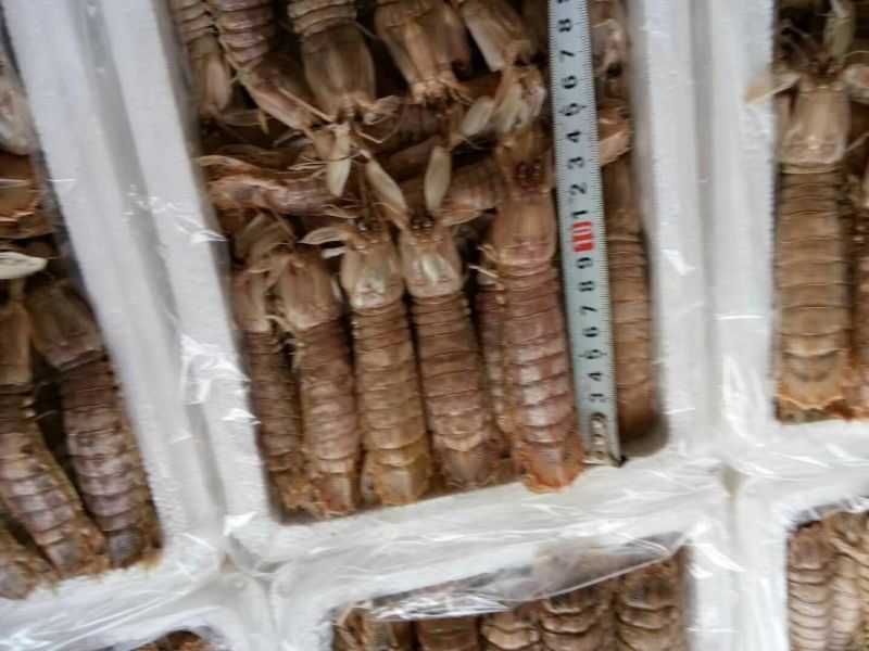 爬虾