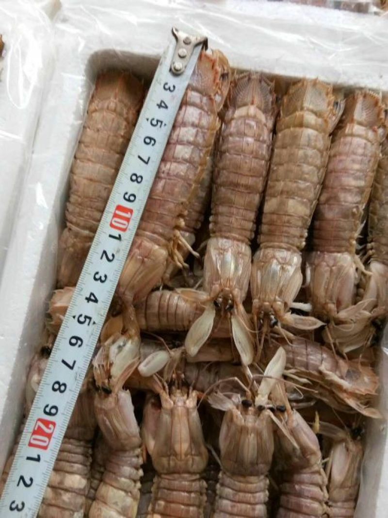 爬虾
