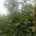 自家苗圃种植梨树苗品种齐全