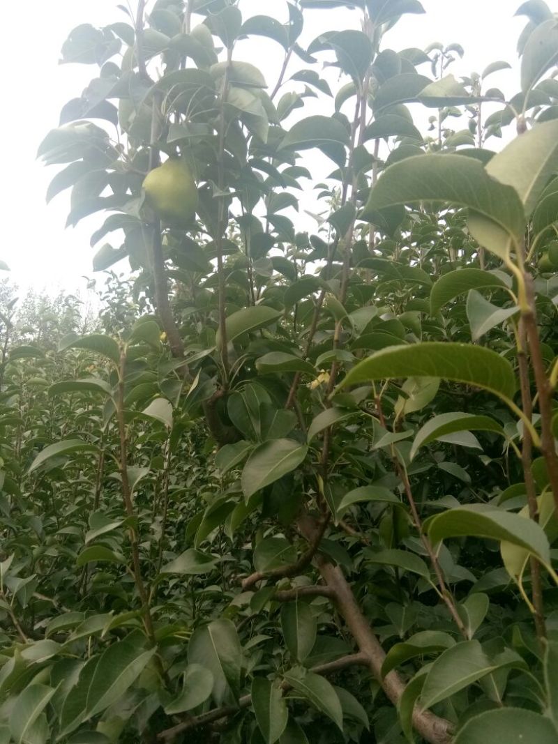 自家苗圃种植梨树苗品种齐全
