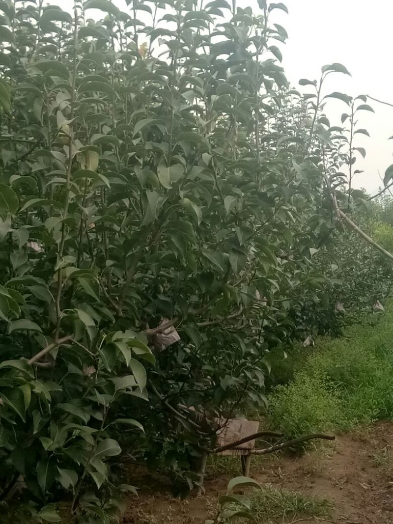 自家苗圃种植梨树苗品种齐全