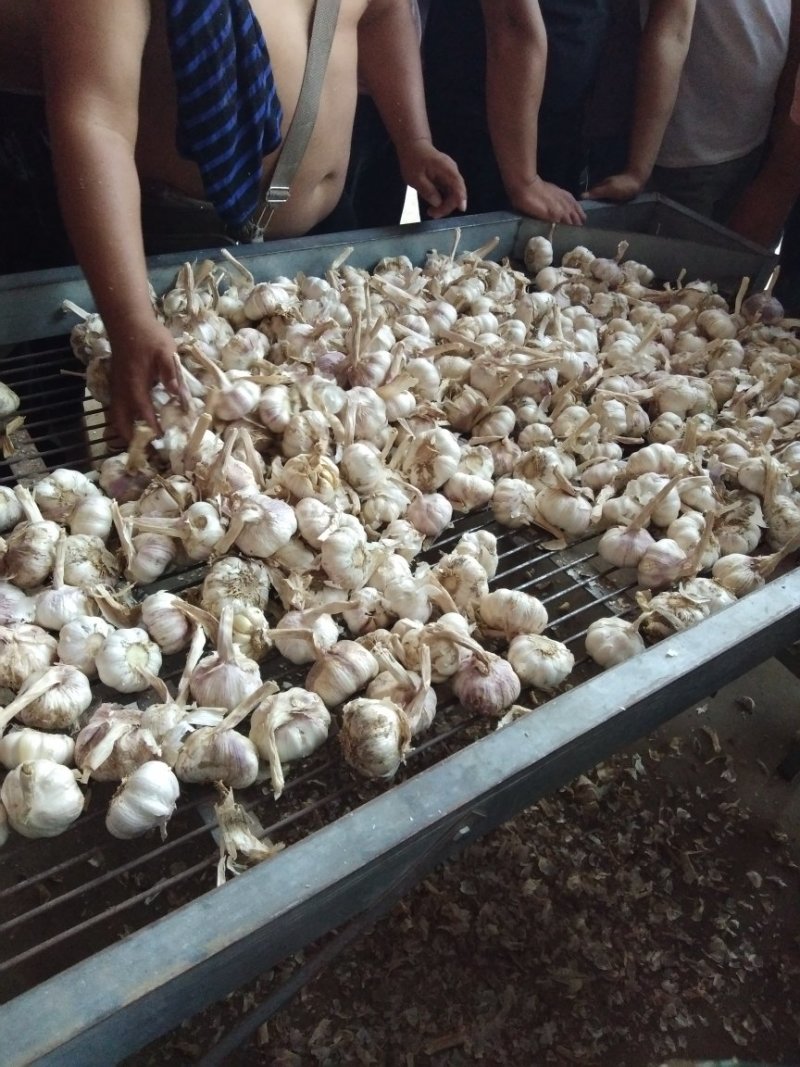 大蒜脱水蒜瓣厂料