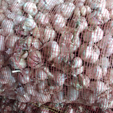 大蒜脱水蒜瓣厂料
