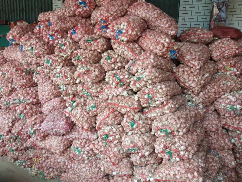 大蒜脱水蒜瓣厂料