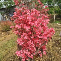 映山红杜娟，丛生杜娟，产地直销，，，，