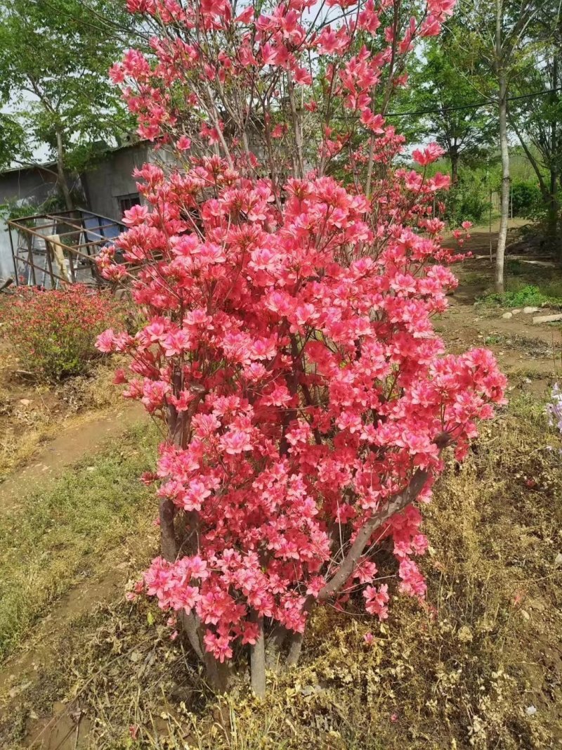 映山红杜娟，丛生杜娟，产地直销，，，，