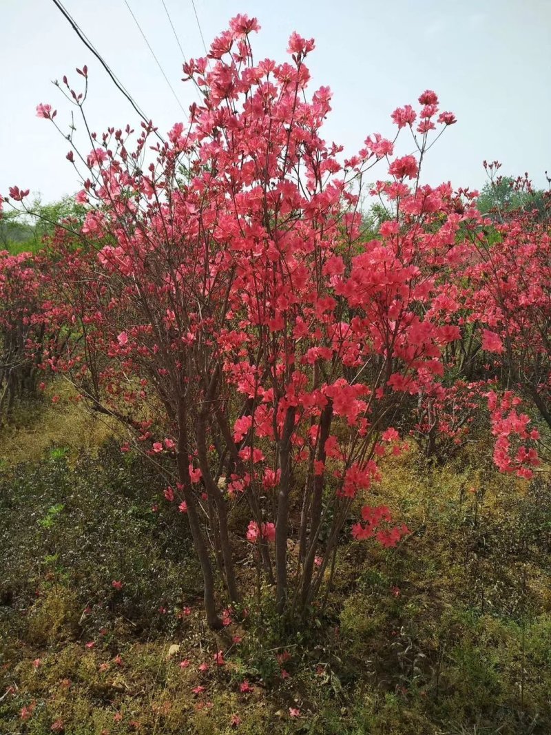 映山红杜娟，丛生杜娟，产地直销，，，，