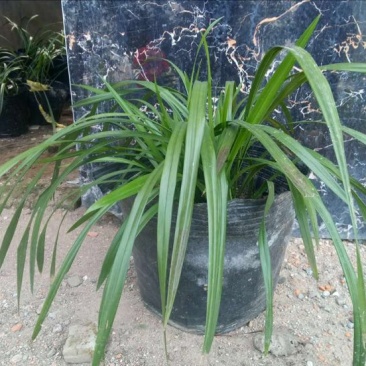 蕙兰不含盆
