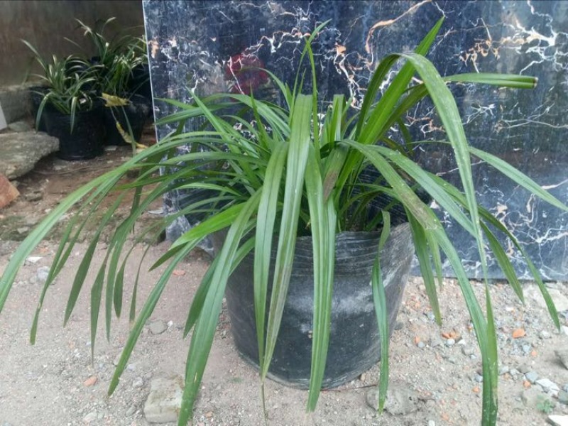 蕙兰不含盆