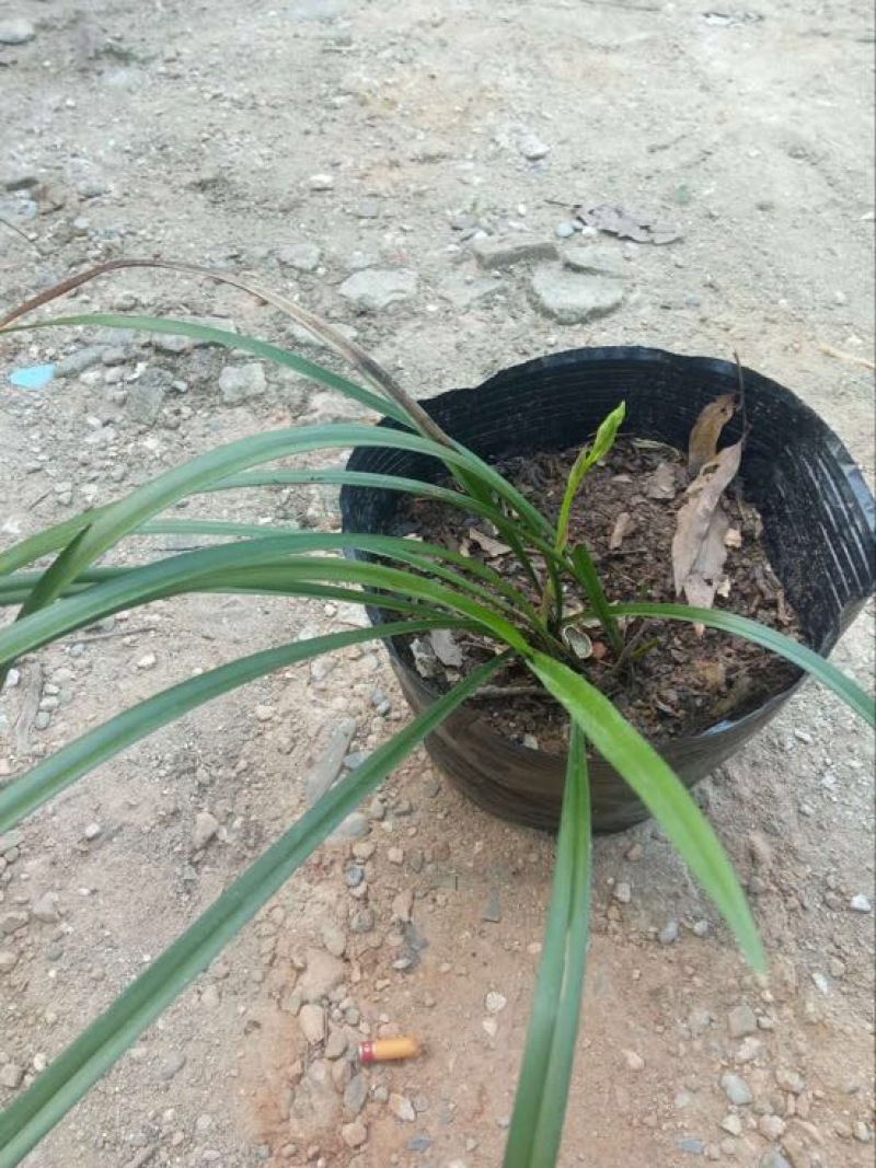 蕙兰不含盆