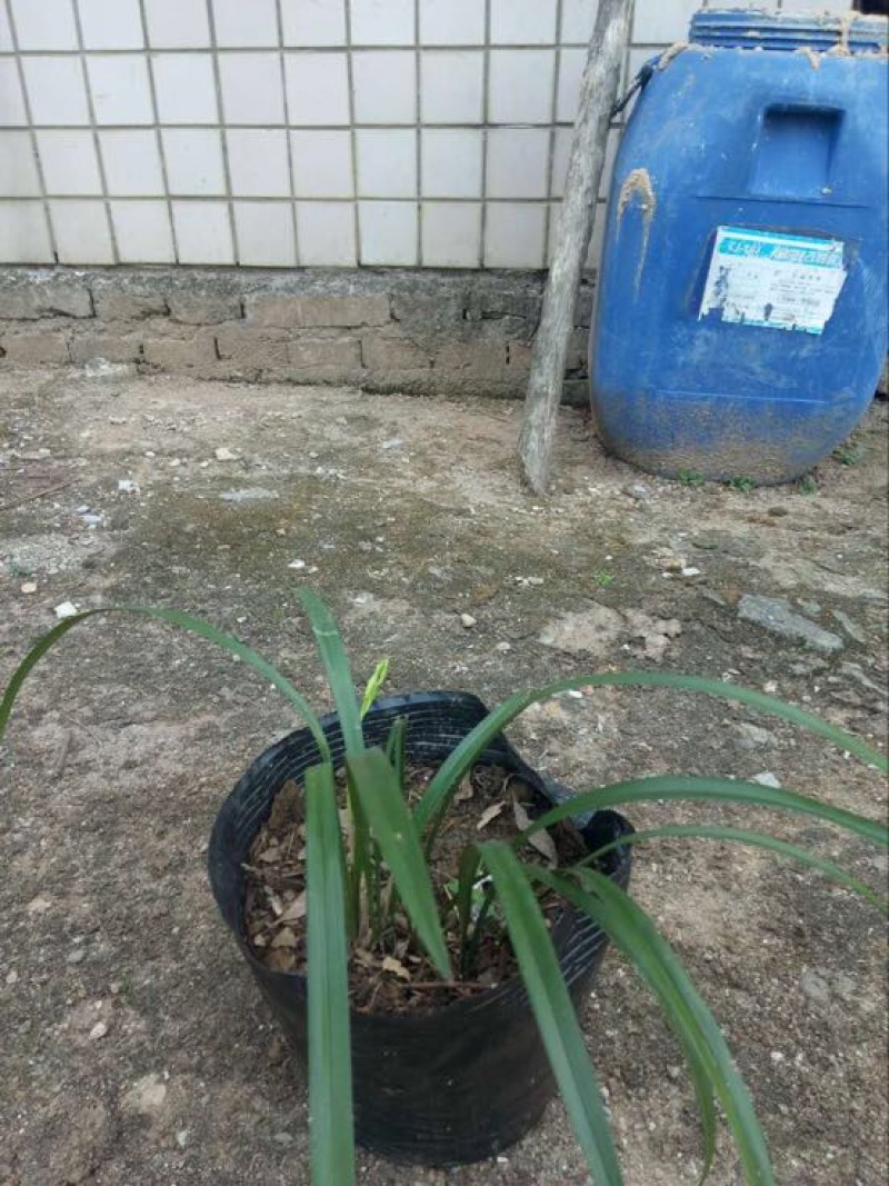 蕙兰不含盆