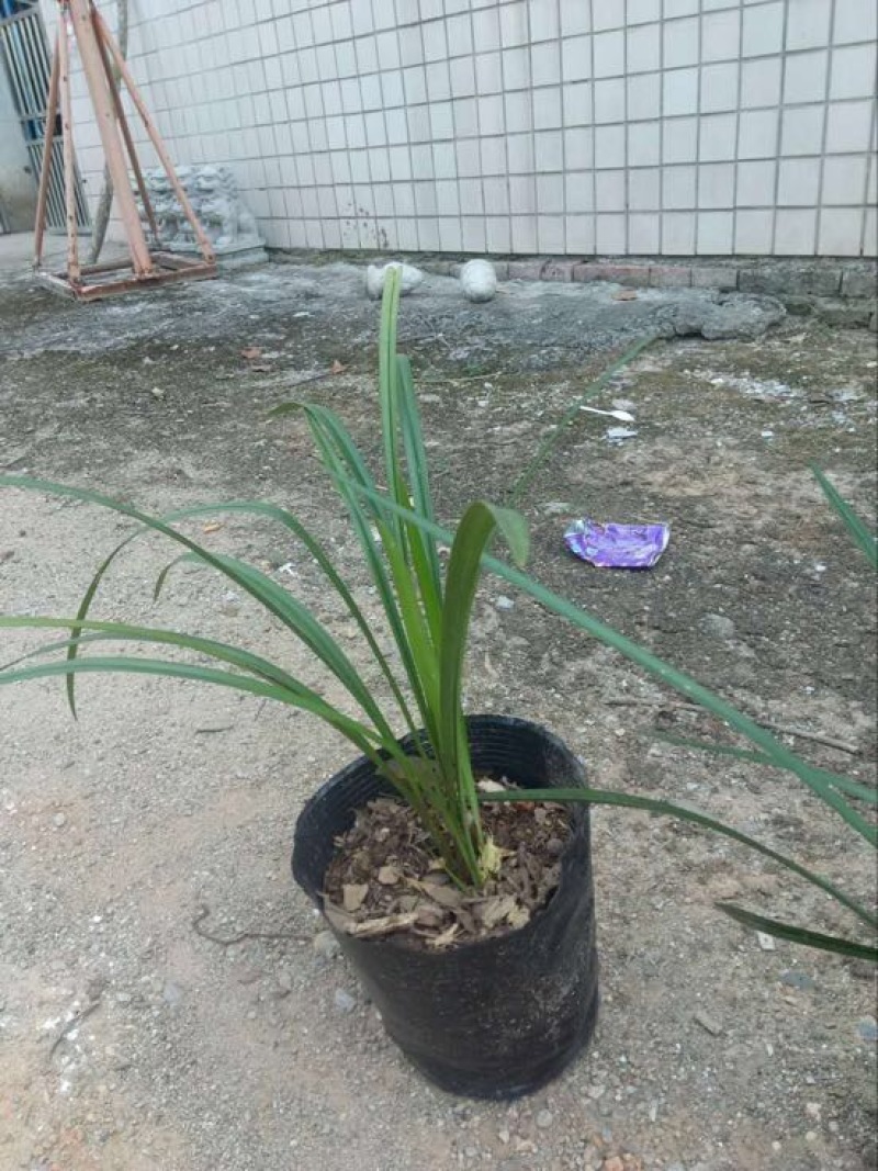 蕙兰不含盆