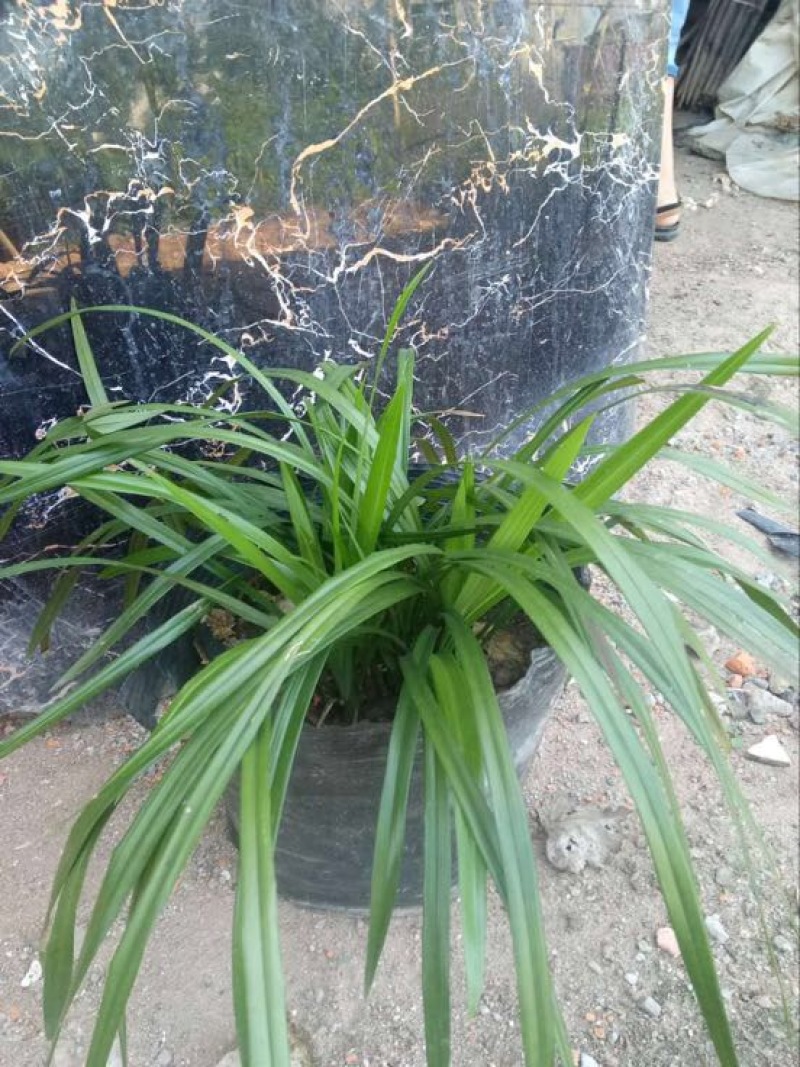 蕙兰不含盆