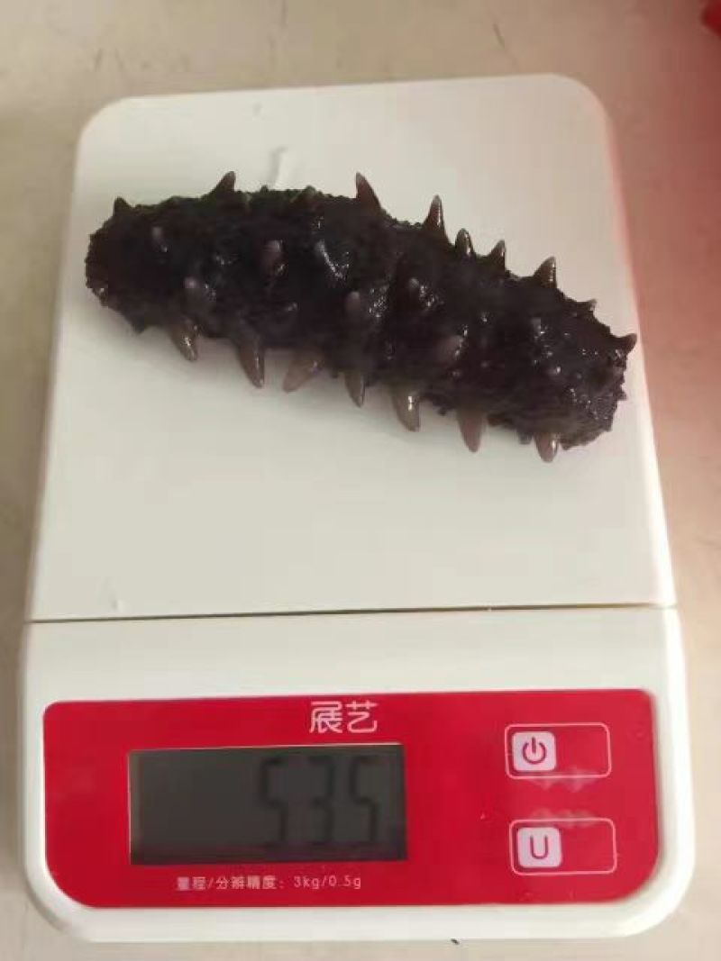 海参