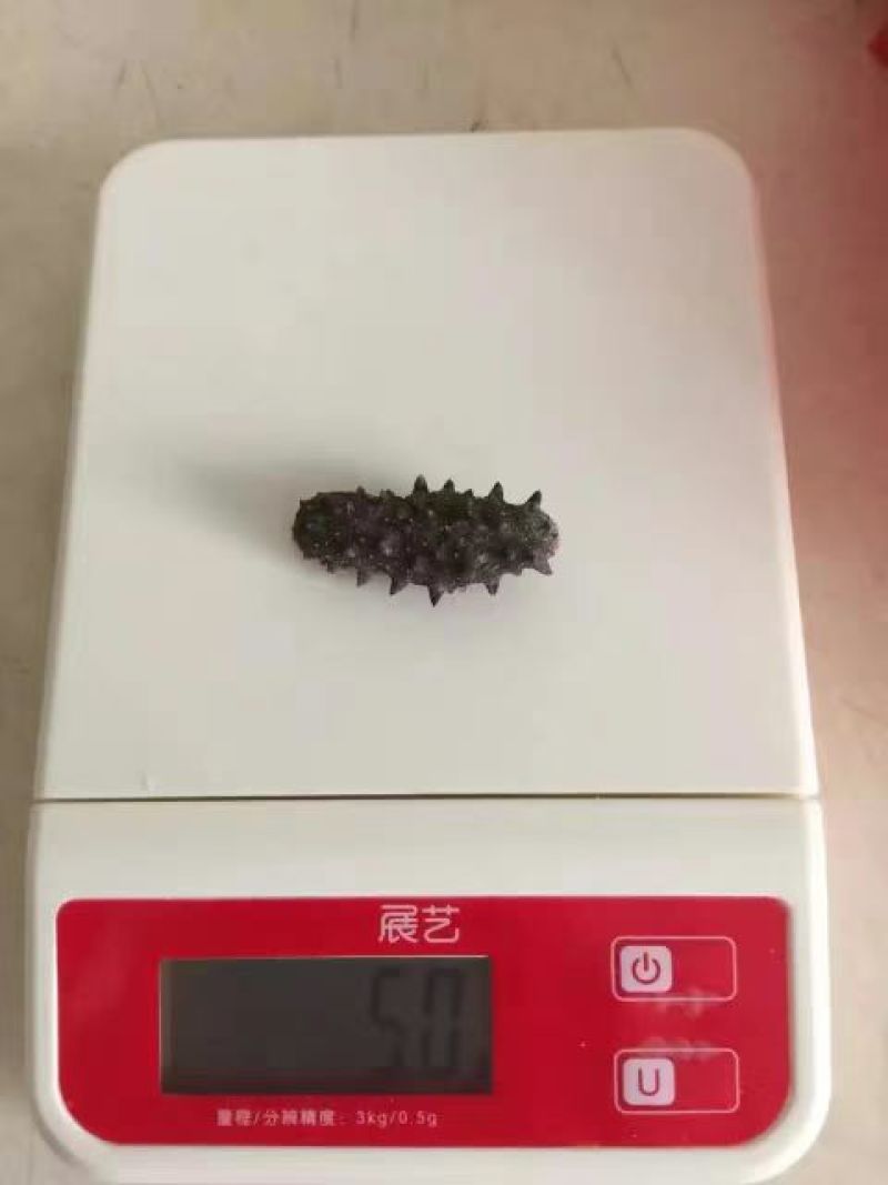 海参