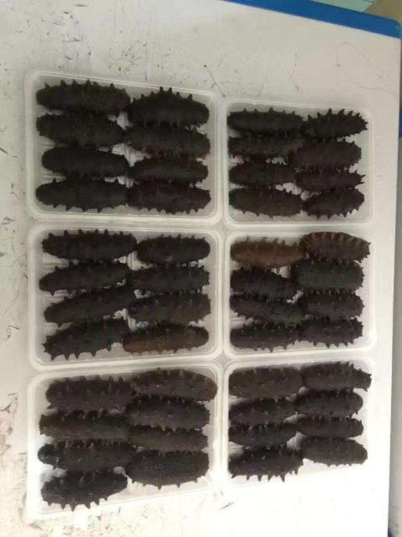 海参