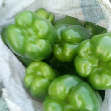 圆椒