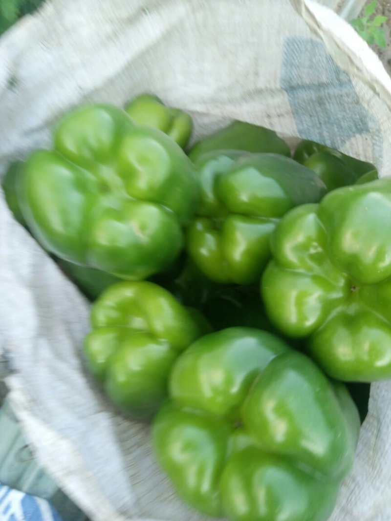 圆椒