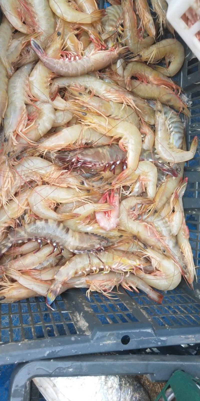大虾对虾活鲜海鲜水产活虾基围虾鲜虾尖头虾九节虾