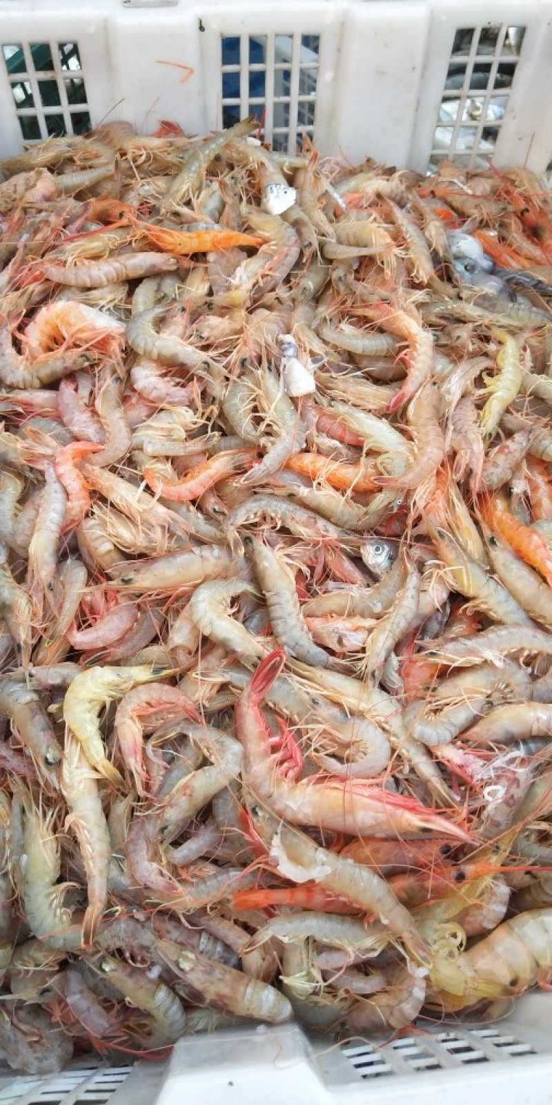 大虾对虾活鲜海鲜水产活虾基围虾鲜虾尖头虾九节虾