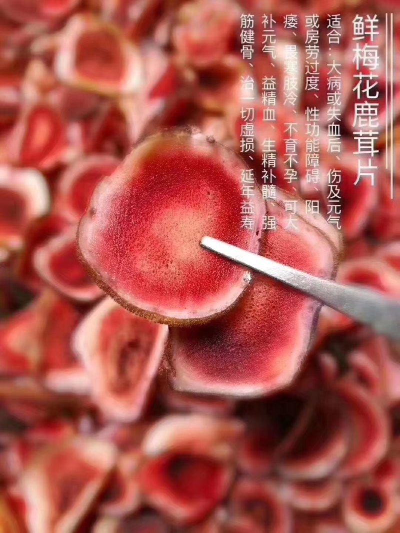 【推荐】精品梅花鲜鹿茸整支鲜切一手货源欢迎采购加