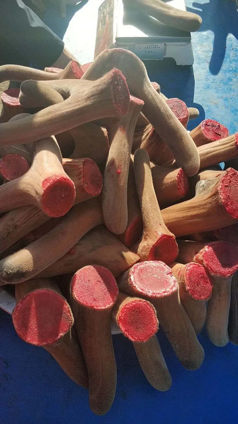 【推荐】精品梅花鲜鹿茸整支鲜切一手货源欢迎采购加
