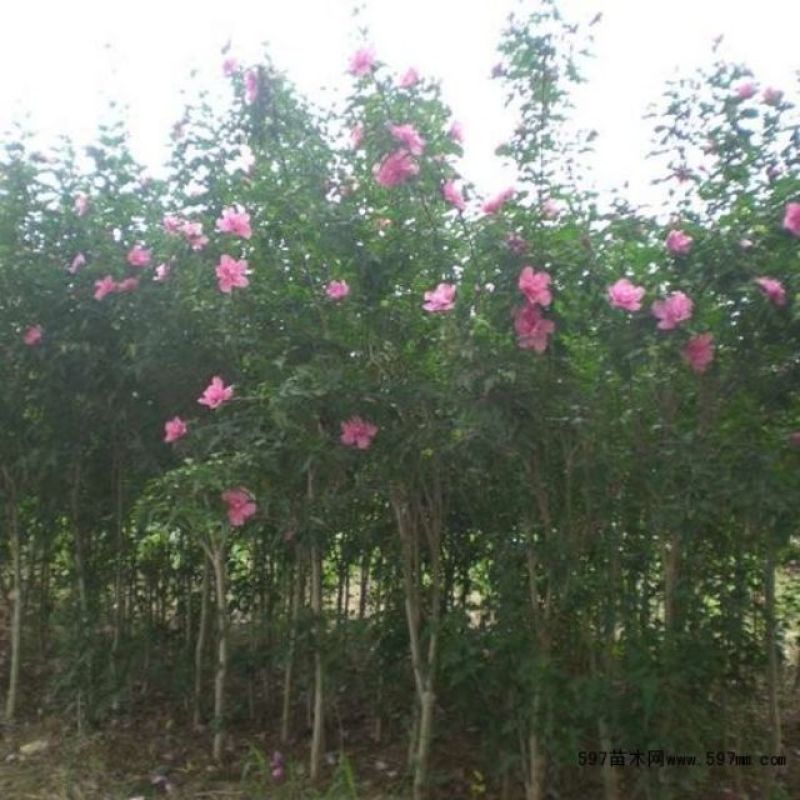 西府海棠