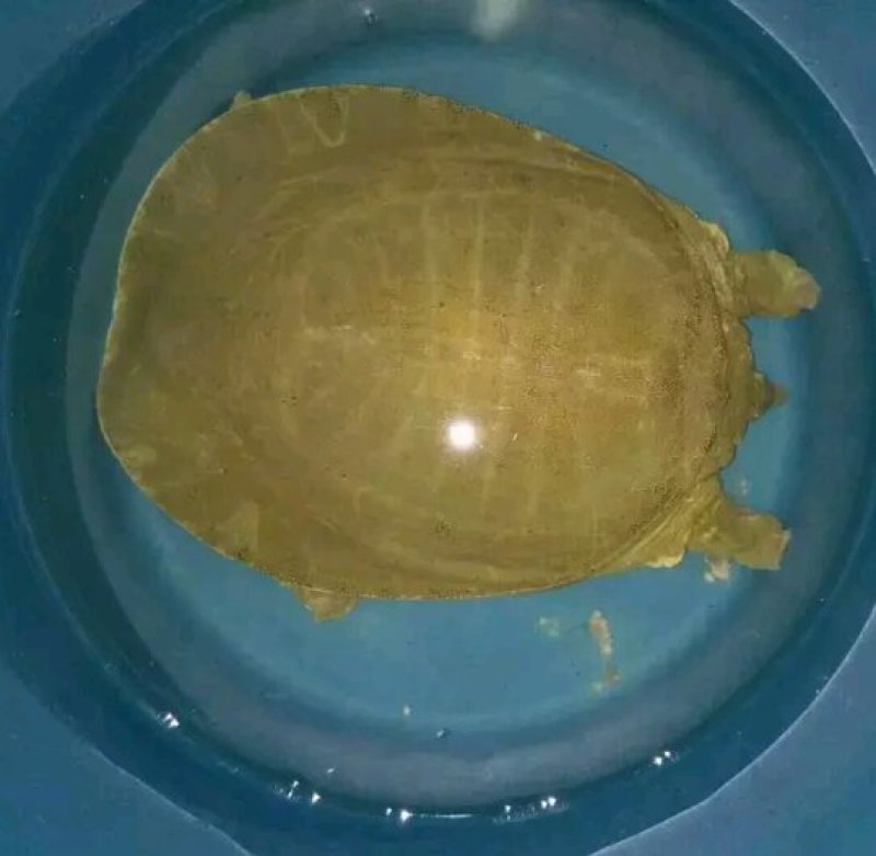 野生甲鱼