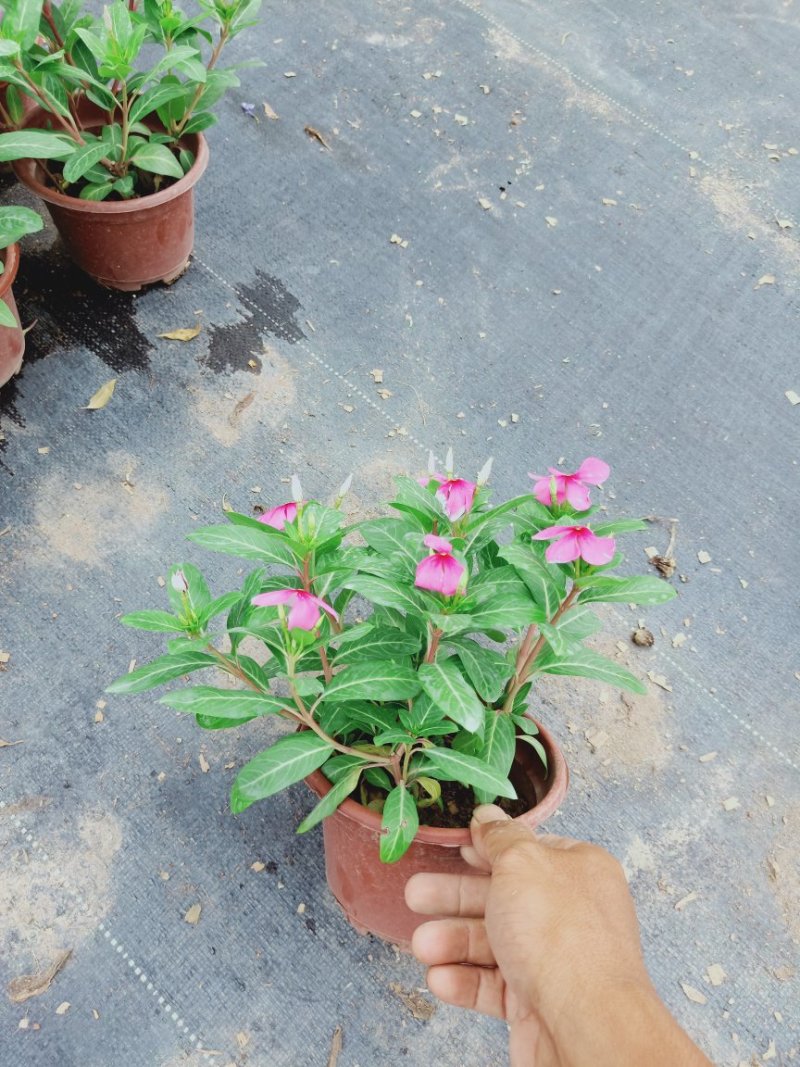 鸡冠花