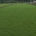 马尼拉草坪草
