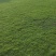 马尼拉草坪草