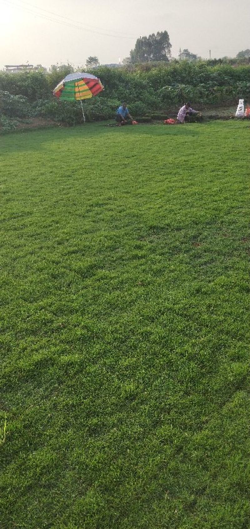 马尼拉草坪草