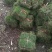 马尼拉草坪草
