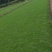 马尼拉草坪草